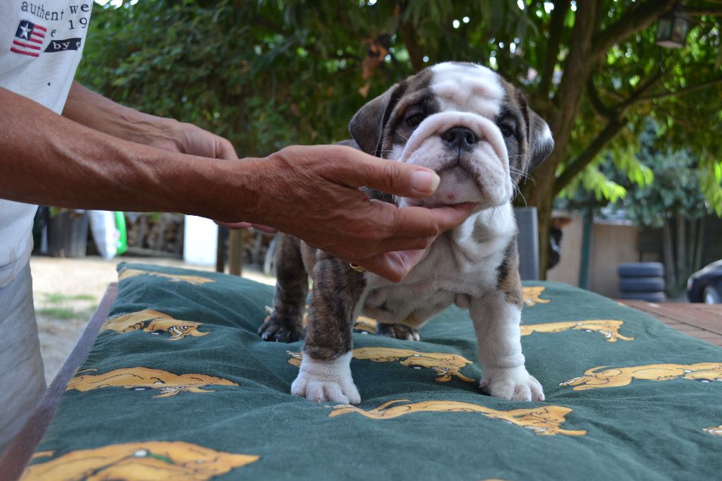 columbo bulls - Chiots disponibles - Bulldog Anglais