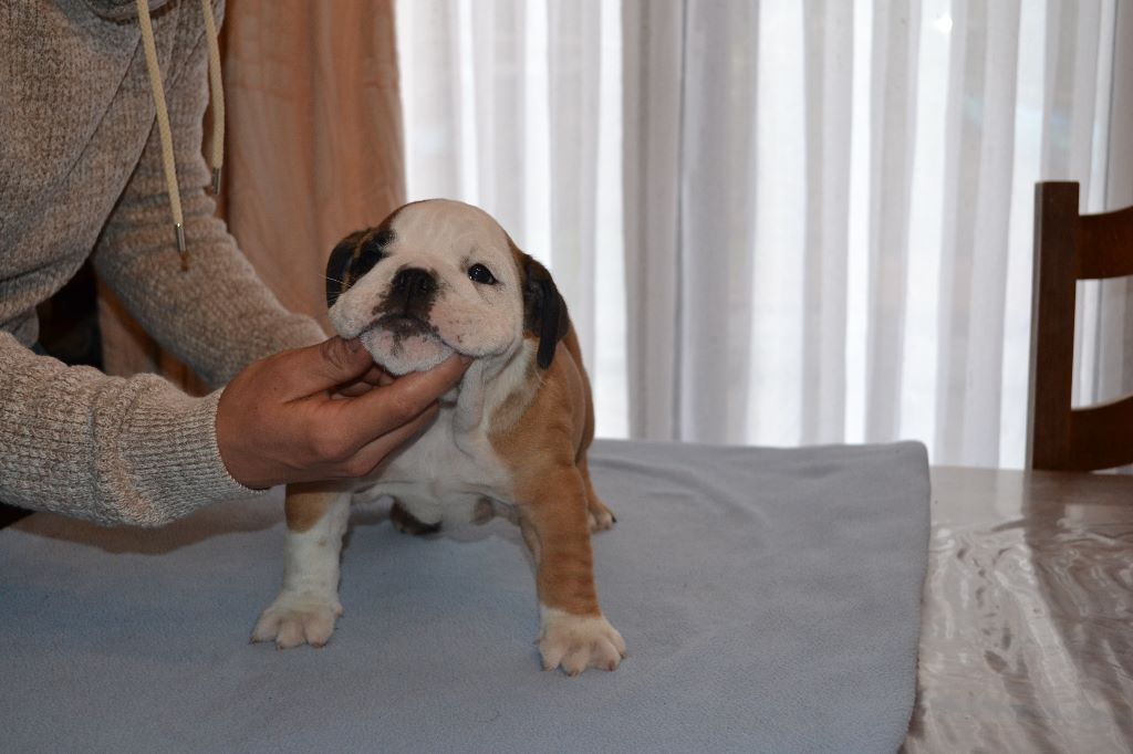 columbo bulls - Chiots disponibles - Bulldog Anglais