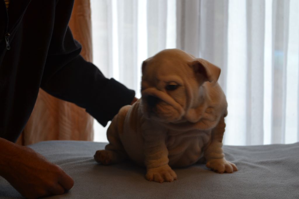 columbo bulls - Chiots disponibles - Bulldog Anglais