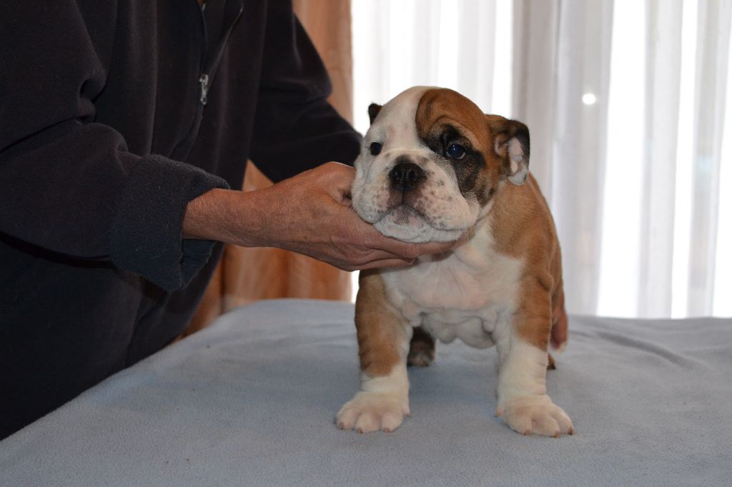 columbo bulls - Chiots disponibles - Bulldog Anglais