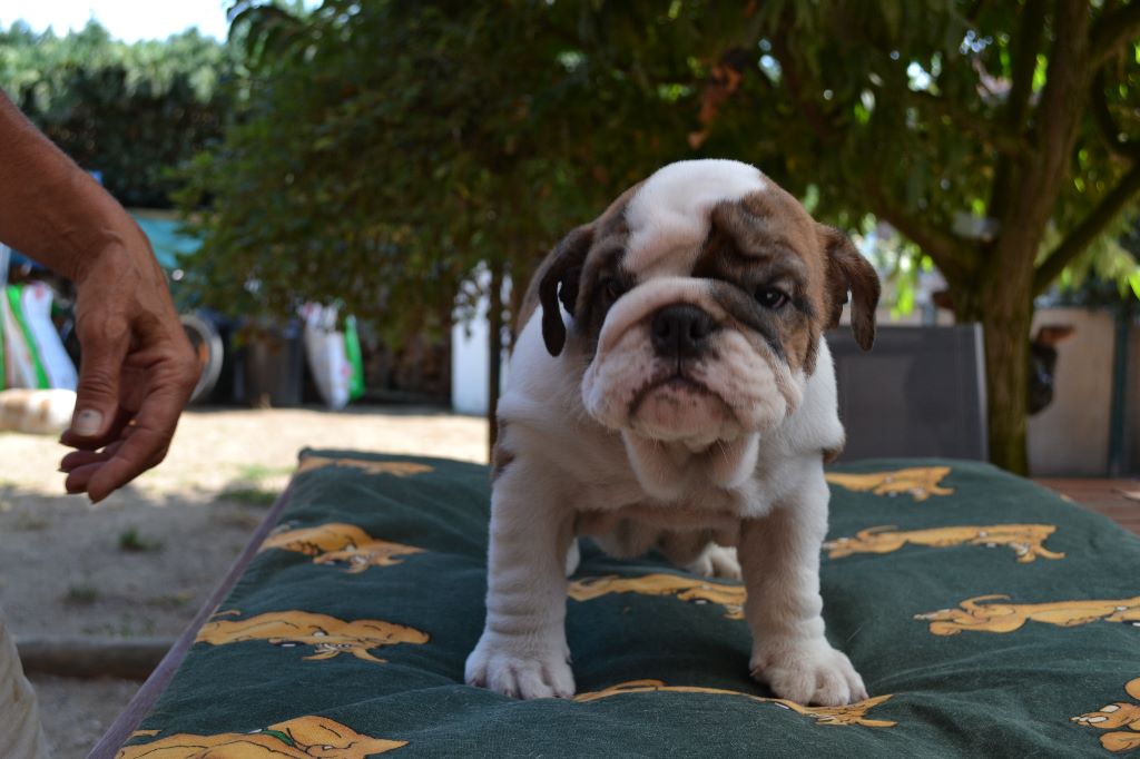 columbo bulls - Chiots disponibles - Bulldog Anglais